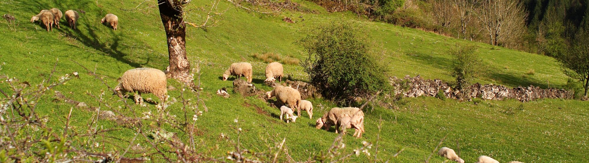 Paturage de moutons en Aveyron